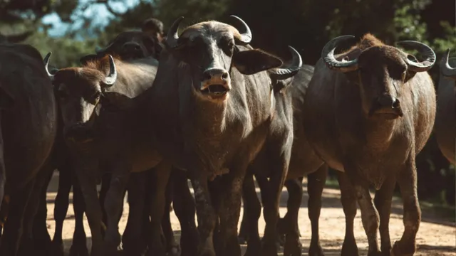 two-girls-narrowly-escape-gruesome-bull-fight-in-rishikesh-shop-viral-video